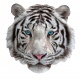 Je suis un tigre blanc, Madd Capp Puzzles